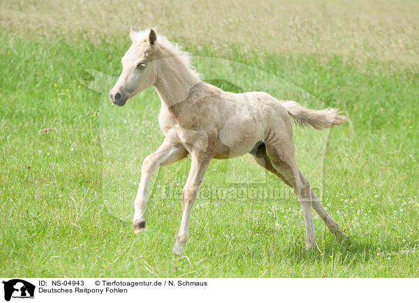 Deutsches Reitpony Fohlen / German Riding Pony Foal / NS-04943