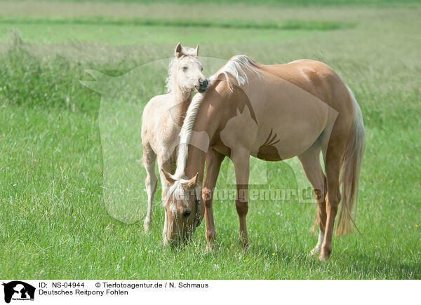 Deutsches Reitpony Fohlen / German Riding Pony Foal / NS-04944