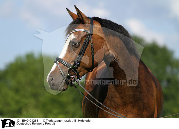 Deutsches Reitpony Portrait / German Riding Pony Portrait / EHO-01288