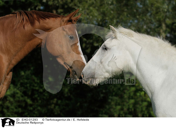 Deutsche Reitponys / German Riding Ponys / EHO-01293