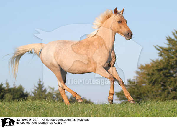 galoppierendes Deutsches Reitpony / galloping German Riding Pony / EHO-01297