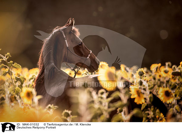 Deutsches Reitpony Portrait / German Riding Pony Portrait / MAK-01032