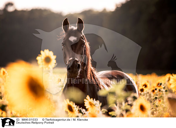 Deutsches Reitpony Portrait / German Riding Pony Portrait / MAK-01033
