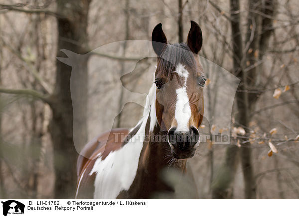 Deutsches  Reitpony Portrait / German Riding Pony portrait / LH-01782