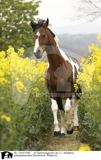 galoppierendes Deutsches  Reitpony / galloping German Riding Pony / LH-01792