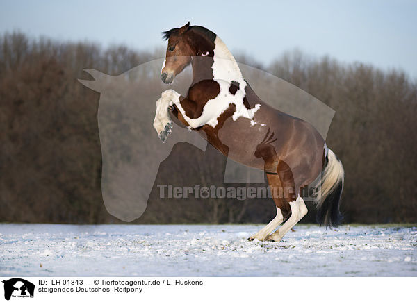 steigendes Deutsches  Reitpony / LH-01843