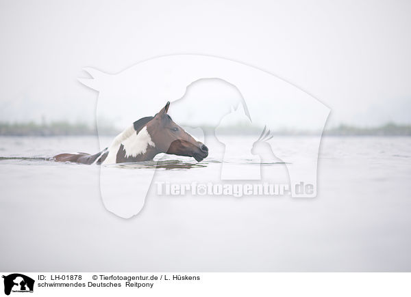 schwimmendes Deutsches  Reitpony / LH-01878