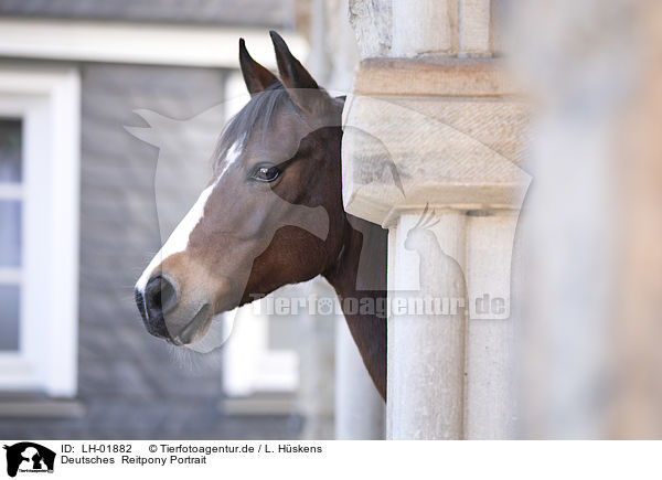 Deutsches  Reitpony Portrait / LH-01882