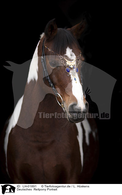 Deutsches  Reitpony Portrait / German Riding Pony portrait / LH-01891