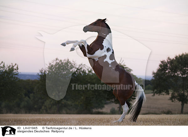 steigendes Deutsches  Reitpony / rising German Riding Pony / LH-01945