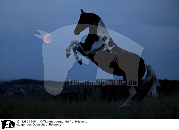 steigendes Deutsches  Reitpony / rising German Riding Pony / LH-01946