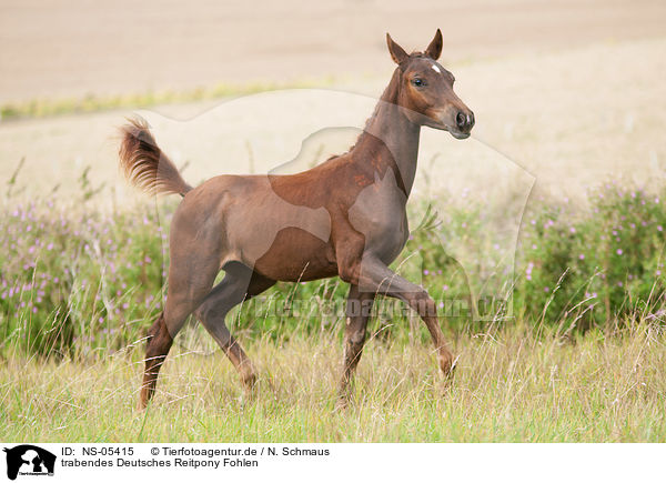 trabendes Deutsches Reitpony Fohlen / NS-05415