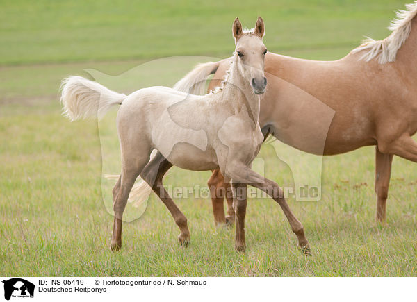 Deutsches Reitponys / German Riding Pony / NS-05419