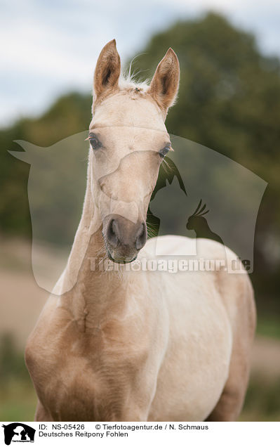 Deutsches Reitpony Fohlen / German Riding Pony foal / NS-05426