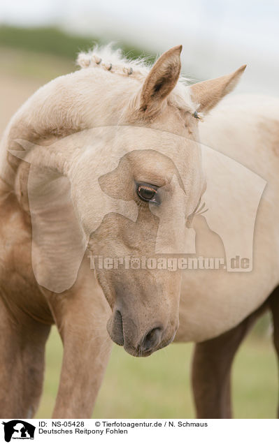 Deutsches Reitpony Fohlen / German Riding Pony foal / NS-05428