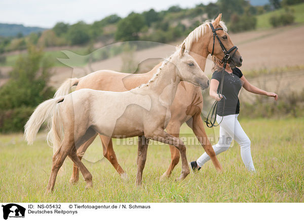 Deutsches Reitponys / NS-05432