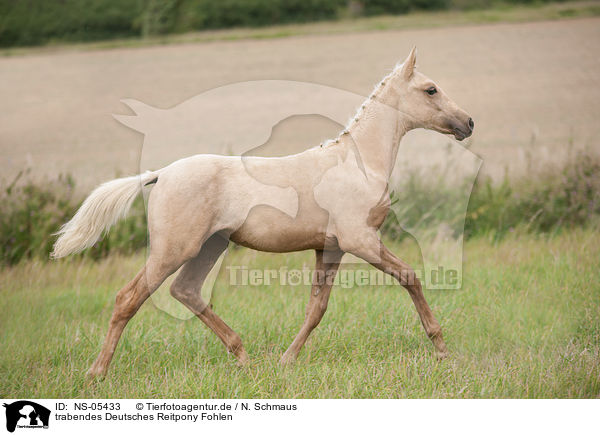 trabendes Deutsches Reitpony Fohlen / NS-05433