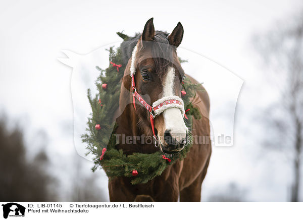 Pferd mit Weihnachtsdeko / horse with christmas decoration / LIB-01145