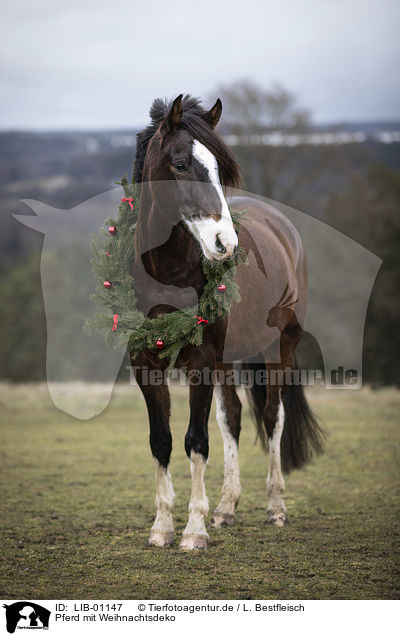 Pferd mit Weihnachtsdeko / LIB-01147