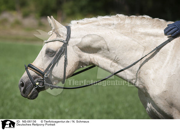 Deutsches Reitpony Portrait / NS-06136