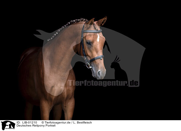Deutsches Reitpony Portrait / German Riding Pony Portrait / LIB-01210