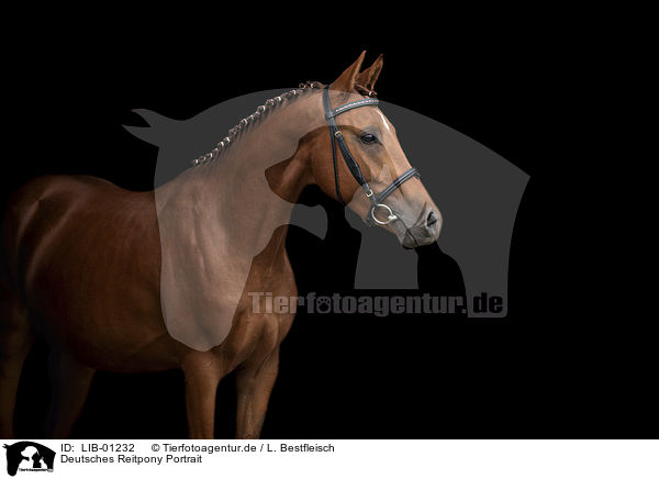 Deutsches Reitpony Portrait / LIB-01232