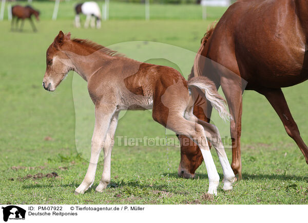 Deutsche Reitponies / German Riding Ponies / PM-07922