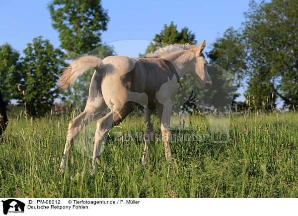 Deutsche Reitpony Fohlen / German Riding Pony Foal / PM-08012