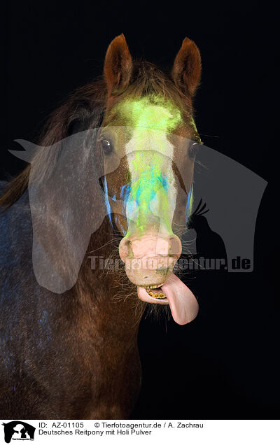 Deutsches Reitpony mit Holi Pulver / AZ-01105