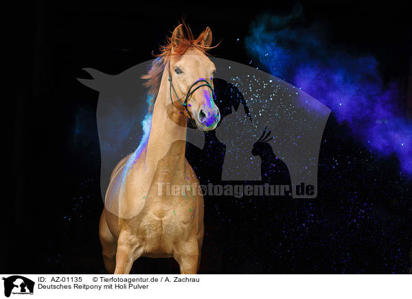 Deutsches Reitpony mit Holi Pulver / AZ-01135