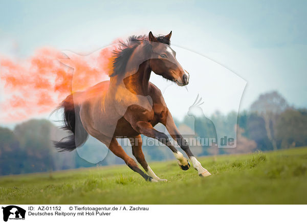 Deutsches Reitpony mit Holi Pulver / AZ-01152