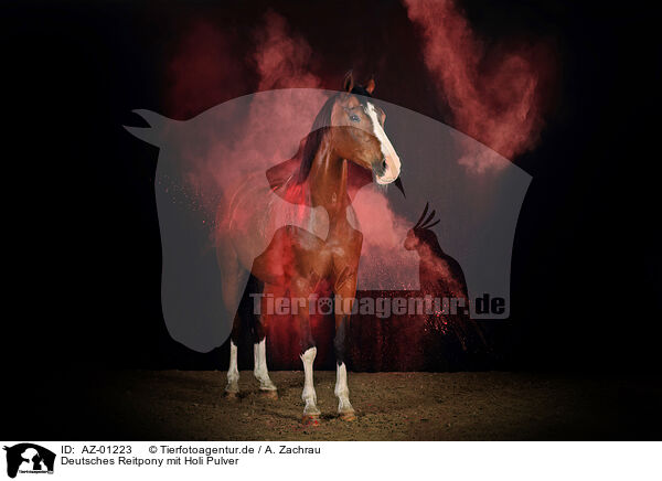 Deutsches Reitpony mit Holi Pulver / German Riding Pony with holy powder / AZ-01223
