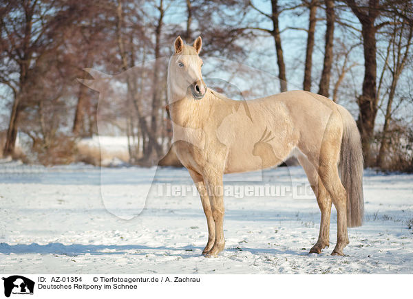 Deutsches Reitpony im Schnee / AZ-01354