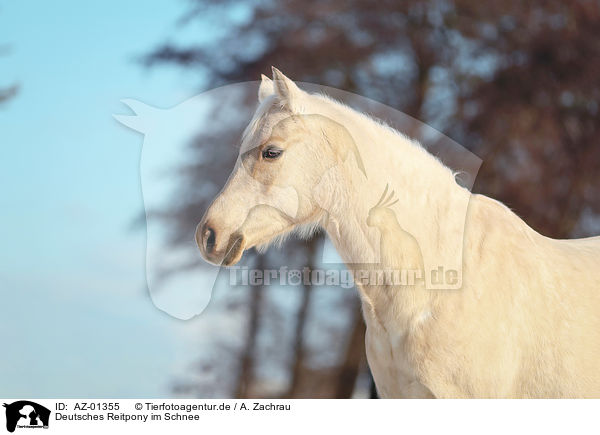 Deutsches Reitpony im Schnee / AZ-01355