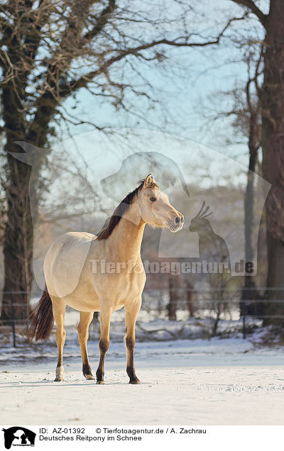 Deutsches Reitpony im Schnee / AZ-01392