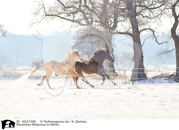 Deutsches Reitponys im Winter / AZ-01398