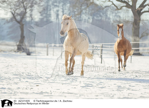 Deutsches Reitponys im Winter / german riding ponies in the winter / AZ-01405