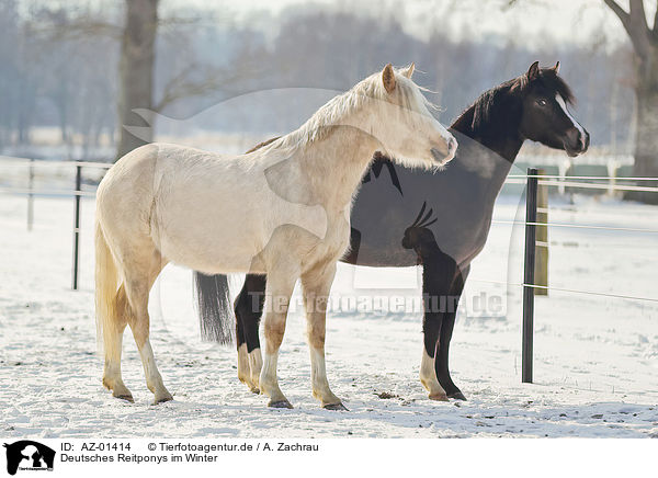 Deutsches Reitponys im Winter / AZ-01414