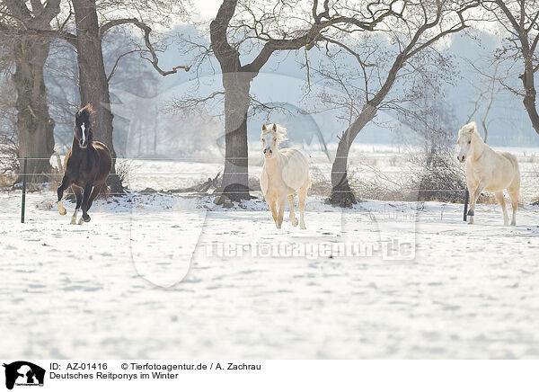 Deutsches Reitponys im Winter / AZ-01416