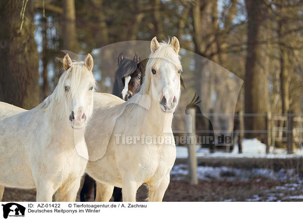 Deutsches Reitponys im Winter / AZ-01422