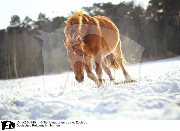 Deutsches Reitpony im Schnee / German riding pony in the snow / AZ-01449