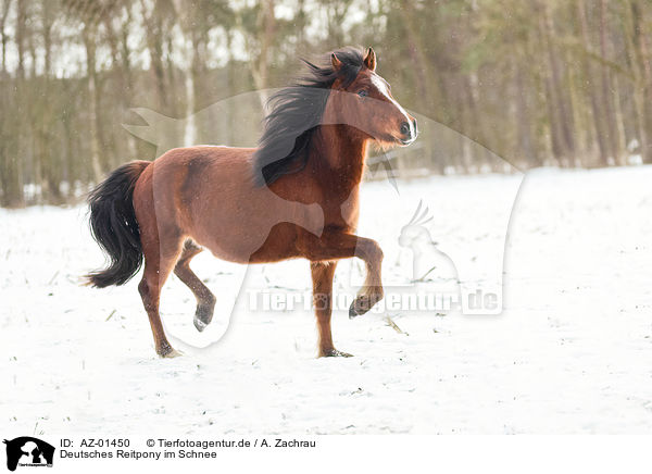 Deutsches Reitpony im Schnee / German riding pony in the snow / AZ-01450