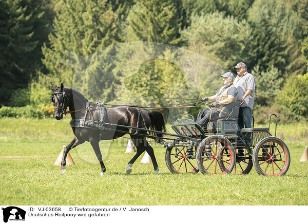Deutsches Reitpony wird gefahren / German Riding Pony with carriage / VJ-03658
