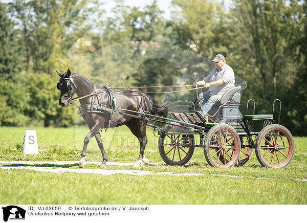 Deutsches Reitpony wird gefahren / German Riding Pony with carriage / VJ-03659