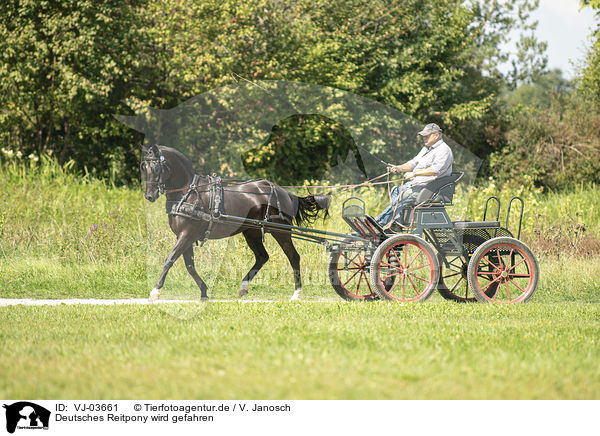Deutsches Reitpony wird gefahren / German Riding Pony with carriage / VJ-03661