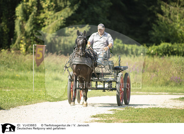 Deutsches Reitpony wird gefahren / VJ-03663