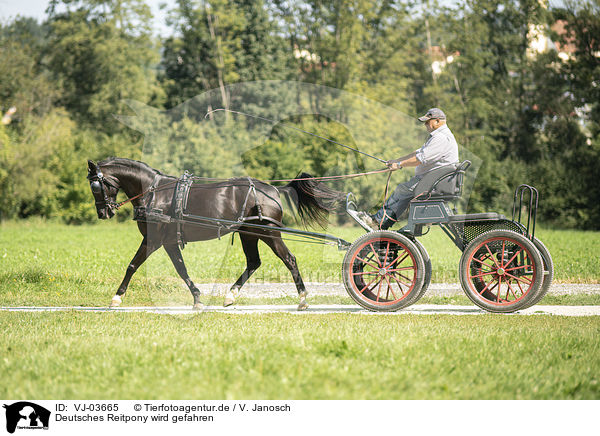 Deutsches Reitpony wird gefahren / German Riding Pony with carriage / VJ-03665