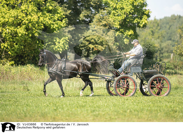 Deutsches Reitpony wird gefahren / German Riding Pony with carriage / VJ-03666