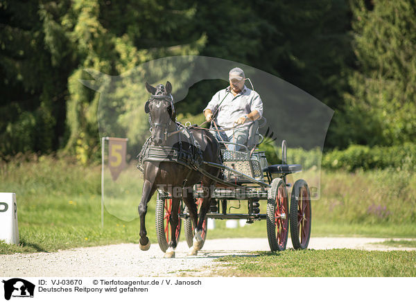 Deutsches Reitpony wird gefahren / VJ-03670