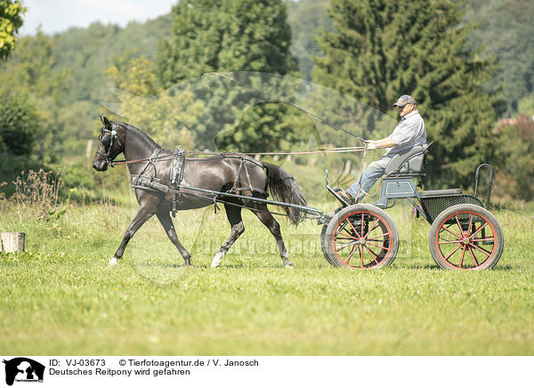 Deutsches Reitpony wird gefahren / German Riding Pony with carriage / VJ-03673